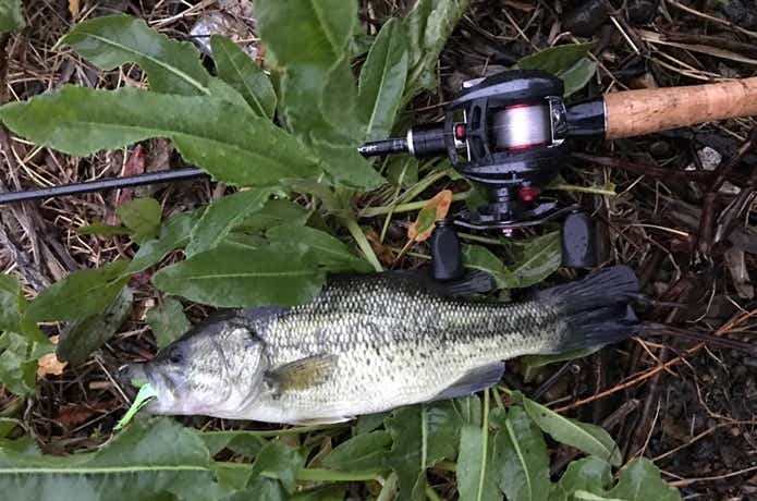 ポッパーで釣ったバス