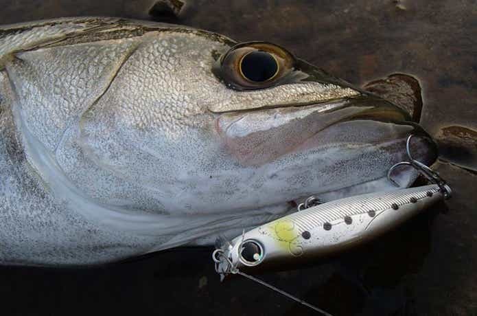 ダイワルアー　シーバス