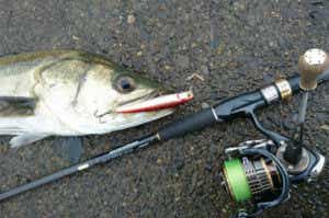 DAIWAのシーバスロッドで釣ったシーバス