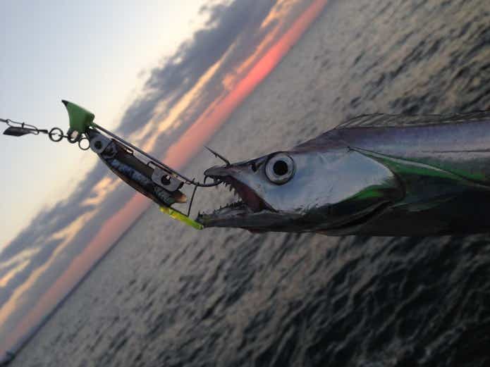 夜釣りが面白い】 狙える魚種と必要な装備・仕掛け・ルアーは