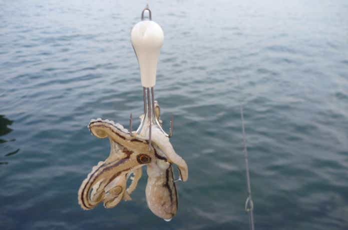 イイダコ釣りはとっても気軽