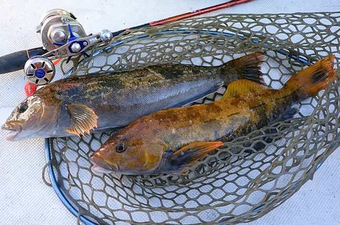 エサで狙うアイナメ釣りの時期や仕掛けの釣り上げ画像