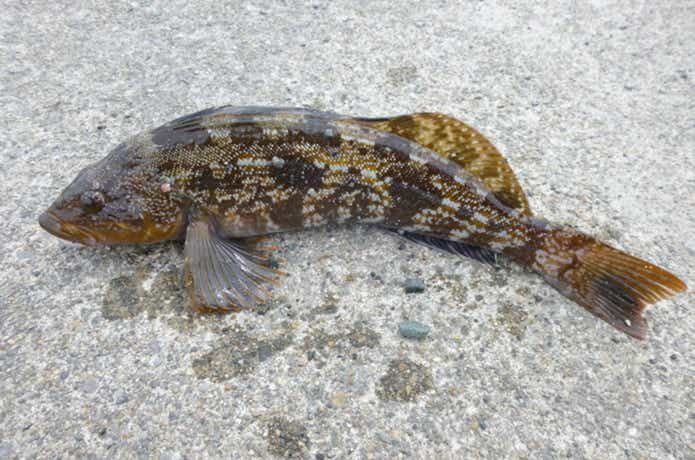 エサで狙うアイナメ釣りの時期や仕掛けの釣るコツの画像