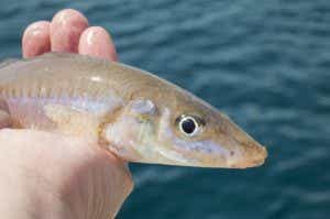 キス釣りは仕掛けで釣果が大きく変わる！