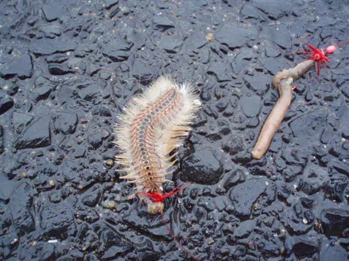 毒魚につぐ毒を持つ生き物、ウミケムシ