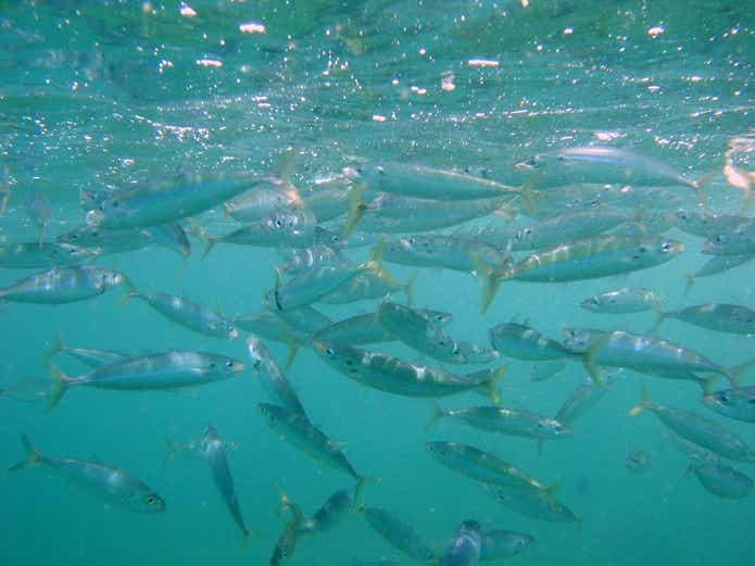 クエ釣りの餌はムロアジ！