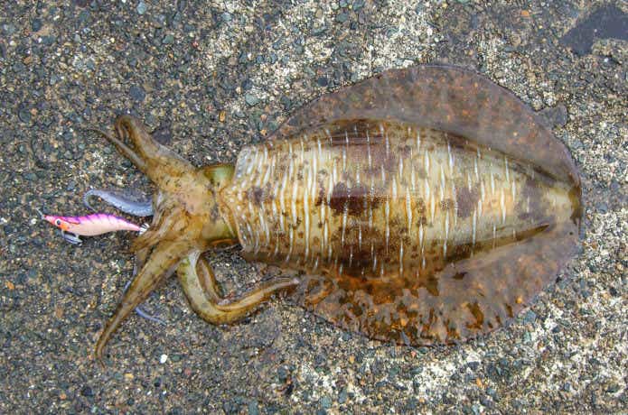 エメラルダスでイカ釣りしよう！