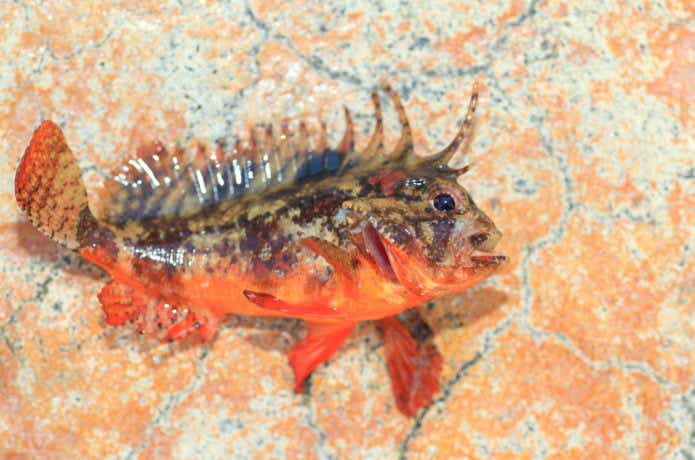 毒魚の代表格、ハオコゼ