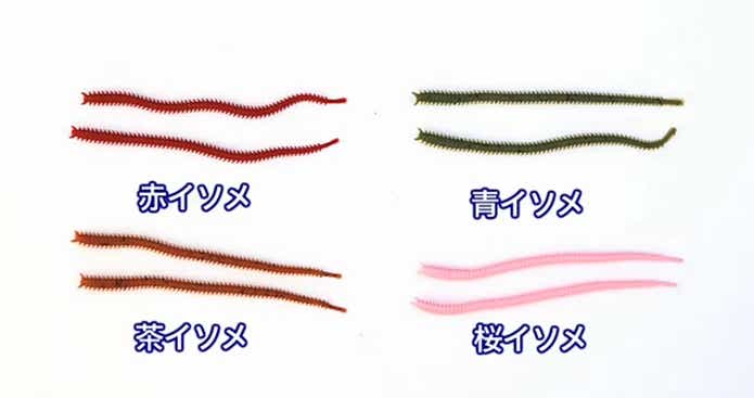 パワーイソメの色の画像