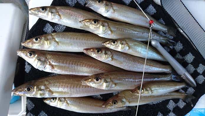 投げ釣りの対象魚