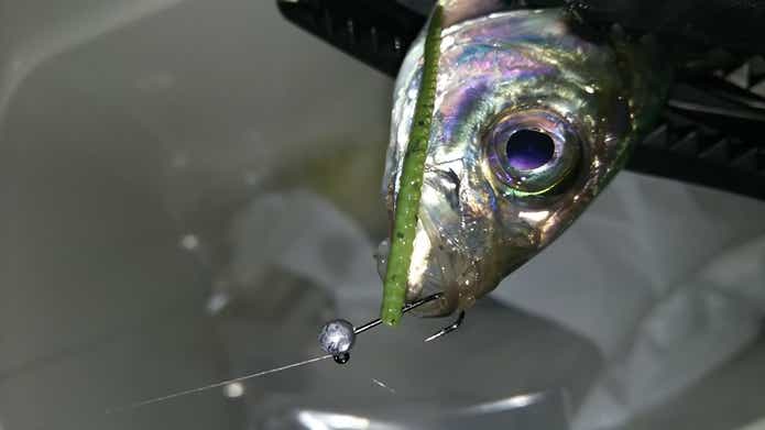 パワーイソメでアジ釣りの画像