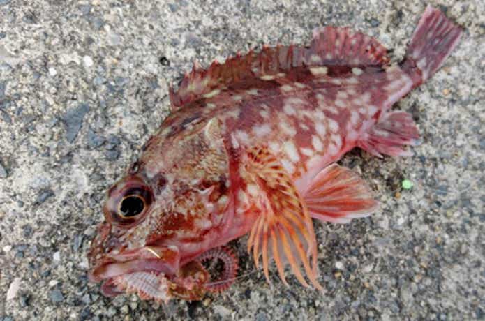 根魚の基礎
