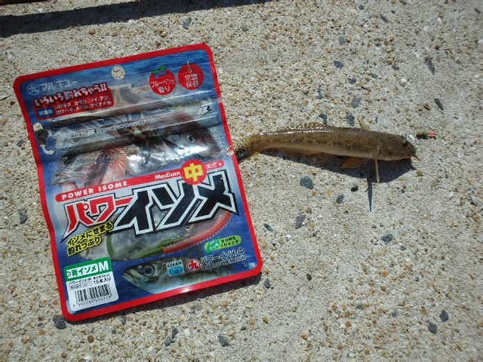 パワーイソメで釣りｗ楽しもう