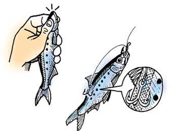 泳がせ釣りで活き餌の付け方