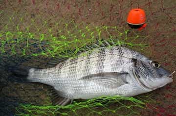 磯釣りされる方　必須 Somewhere in Kanagawa Prefecture] First time rock fishing