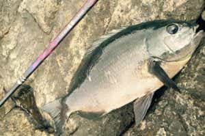 釣武者でグレの釣果の画像