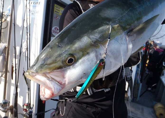 ボーゼレスでヒラマサの釣果の画像