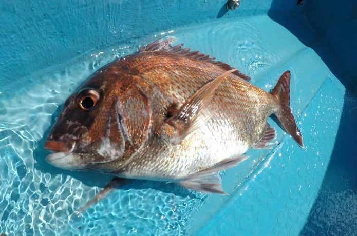 鯛ラバで大物を釣果の画像