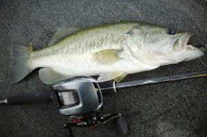 チューブワームで釣ったバス