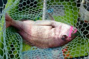鯛ラバ釣果の画像
