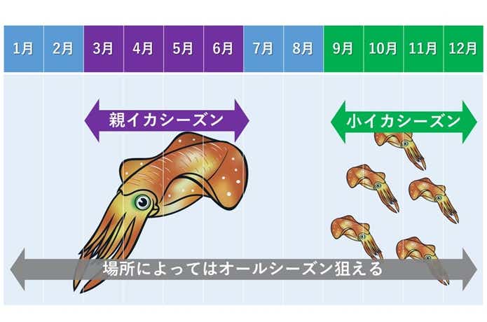 アオリイカ釣りの時期の画像