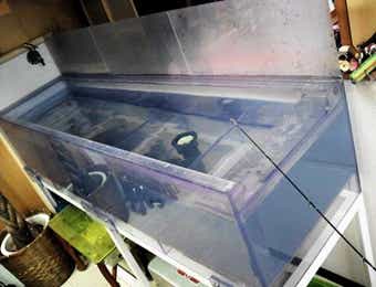 ヘッドハンターズつくば店の水槽の画像