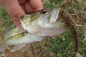 軽テックのワームで釣ったバス