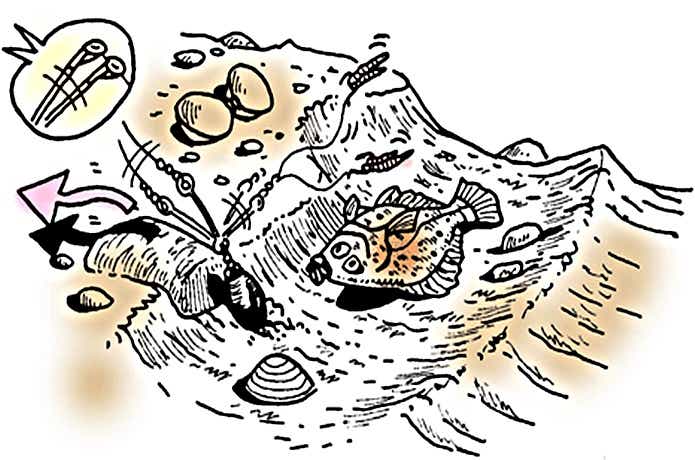 カレイ　アタリ　イラスト　画像