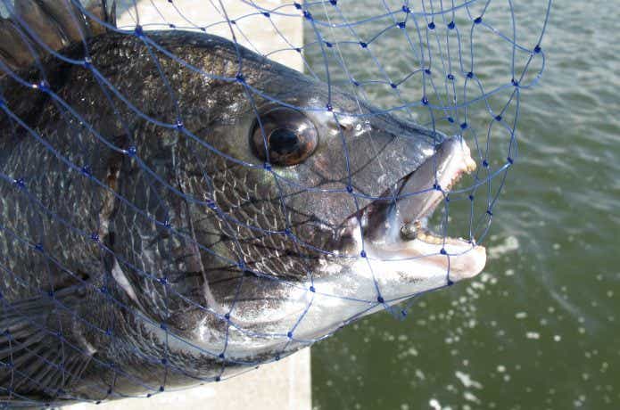 クロダイ　釣れた　画像