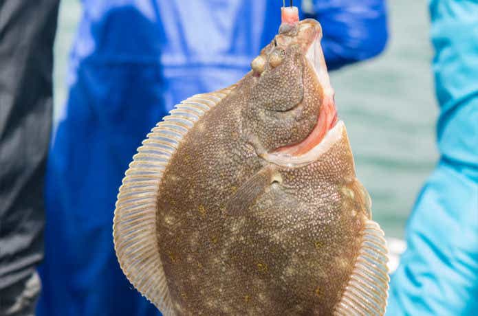 カレイ　釣っている　画像　船