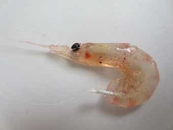 サヨリ釣りの餌