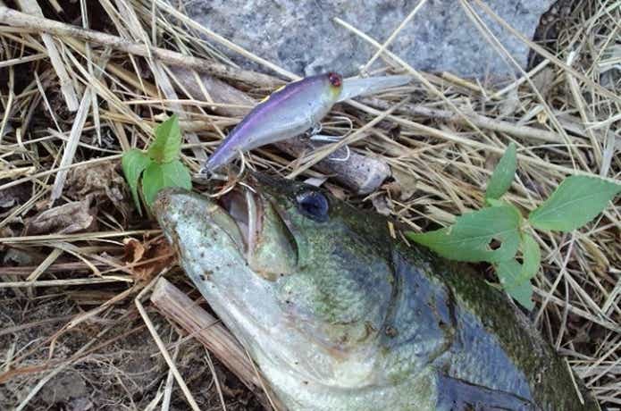 ソウルシャッドで釣れたバス
