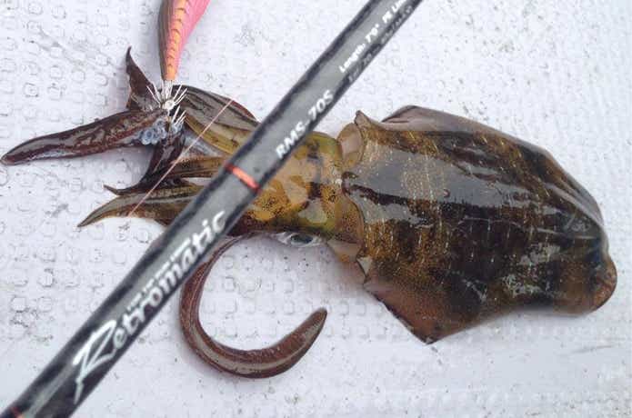 10626461_783354185062376_8589611165748878200_n