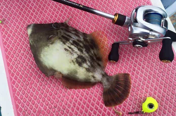 カワハギ　集魚目玉　船　ベイトタックル　画像