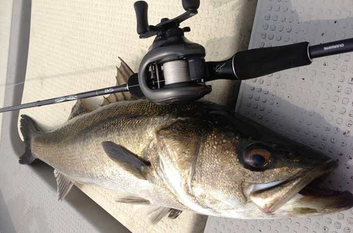 シーバス　ベイト　画像