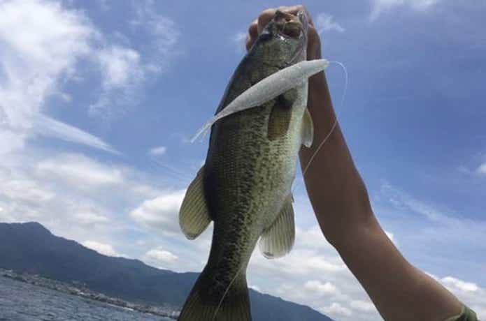 デスアダー　8インチ　釣った　画像