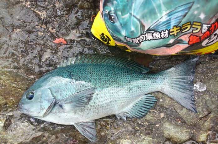 磯　釣り　撒き餌　画像