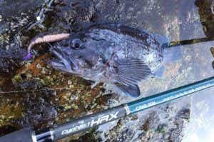 バレーヒルのサイファリスト