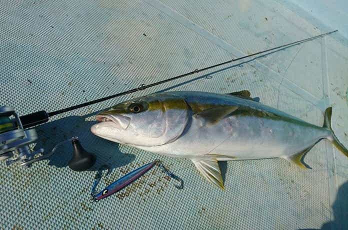 ヒラマサをジグで釣った画像