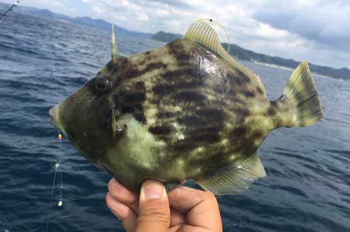 カワハギの釣果の画像