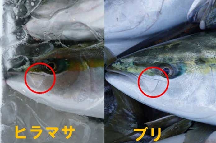 ブリとヒラマサ比較