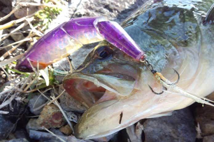 カワシマイキーで釣れたバス