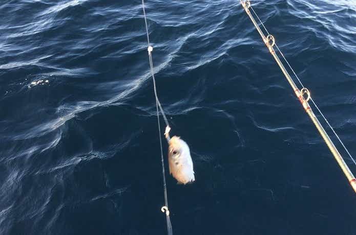 アジ　落とし込み釣り　画像