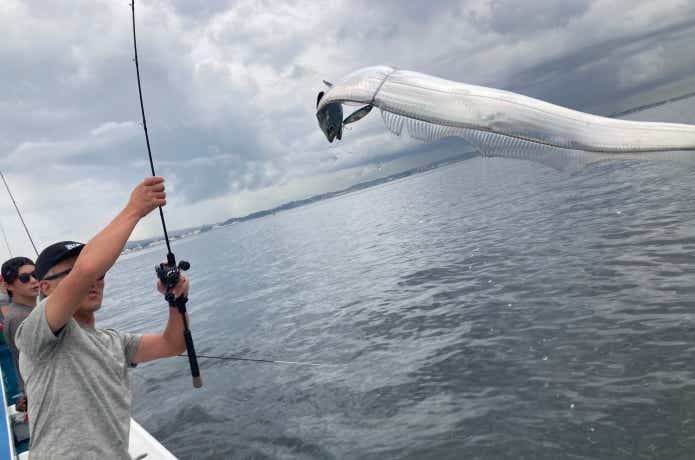 ジギングで釣ったタチウオ
