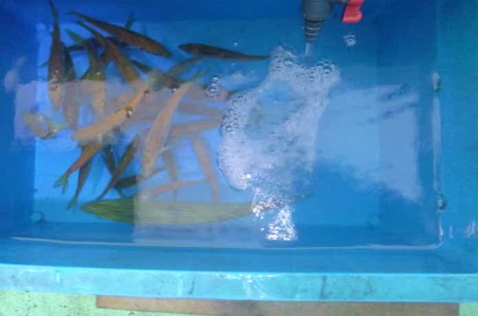 泳がせ釣り　画像
