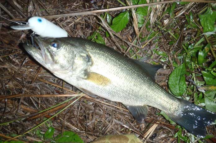 ビッグバドで釣ったバス