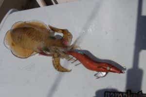 餌木猿の釣果の画像