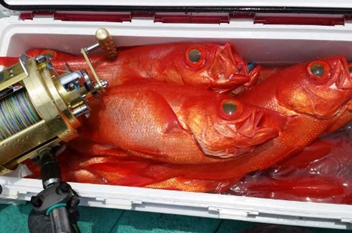 キンメダイの釣果の画像