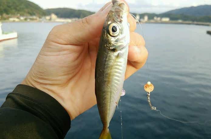 アジ　画像