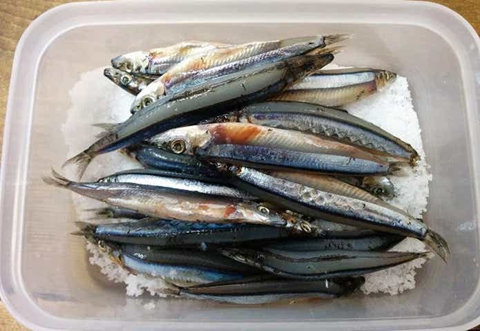 キビナゴの塩締め